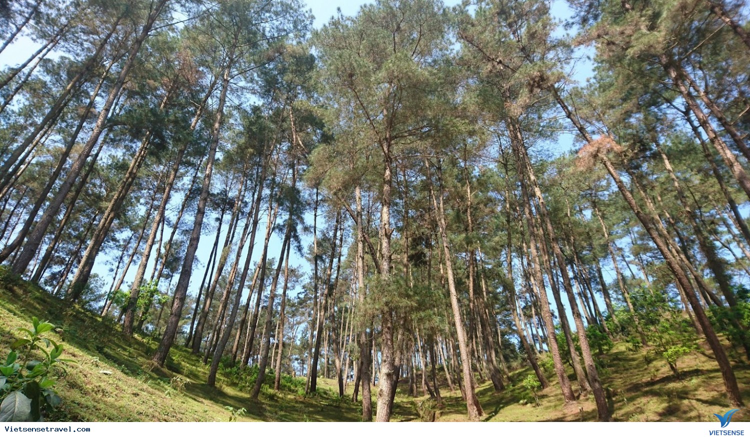 rừng thông yên minh hà giang