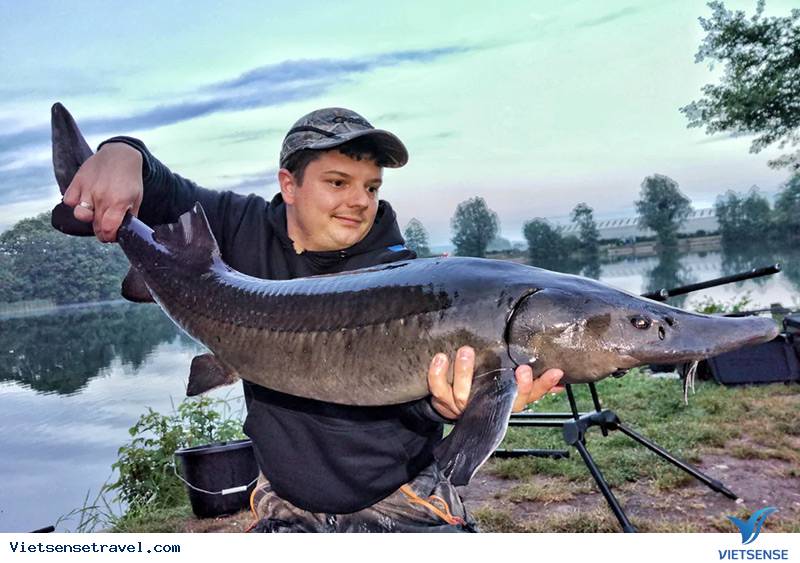 Cá tầm vùng Siberia