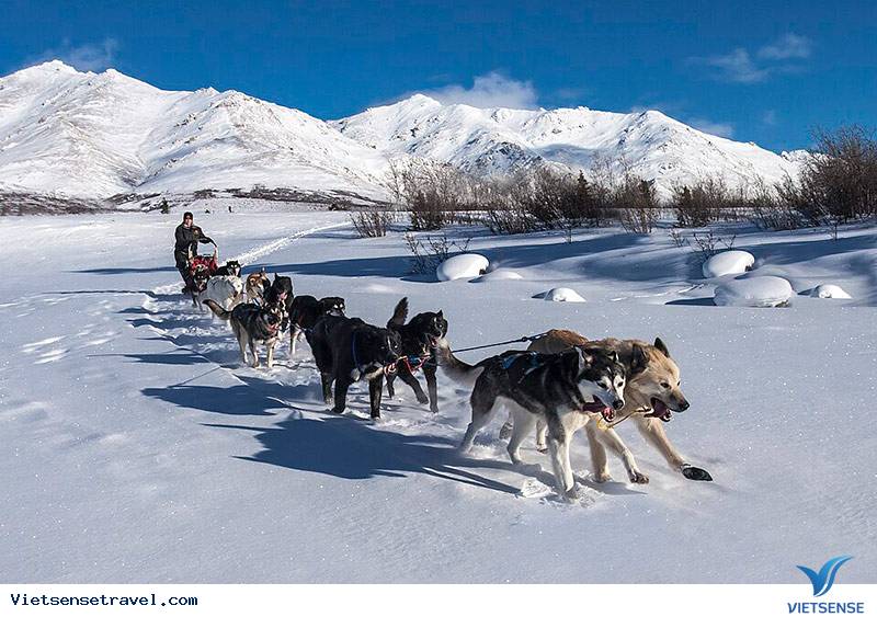 Du khách trải nghiệm đi xe chó kéo