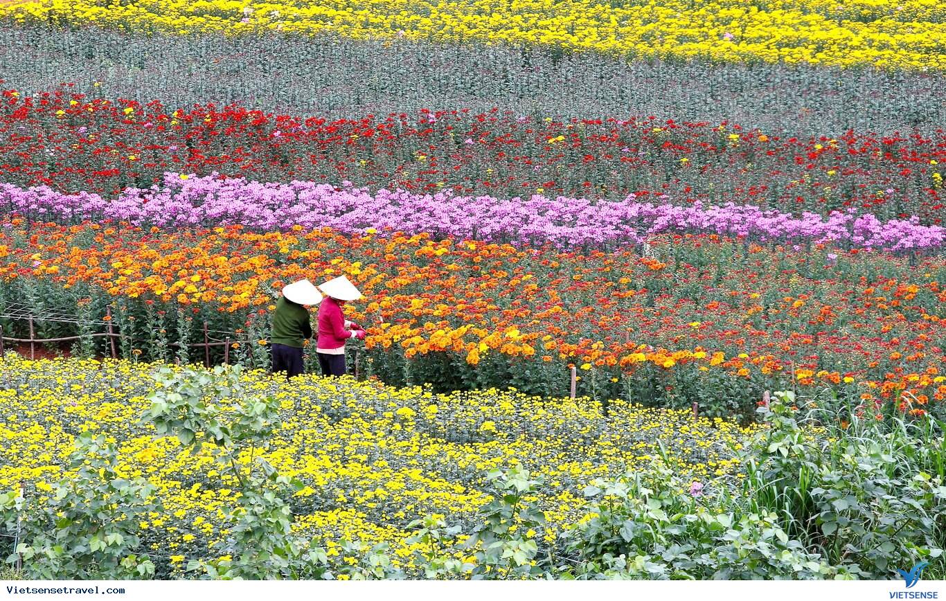 My Tho Flower Village, Tien Giang Province