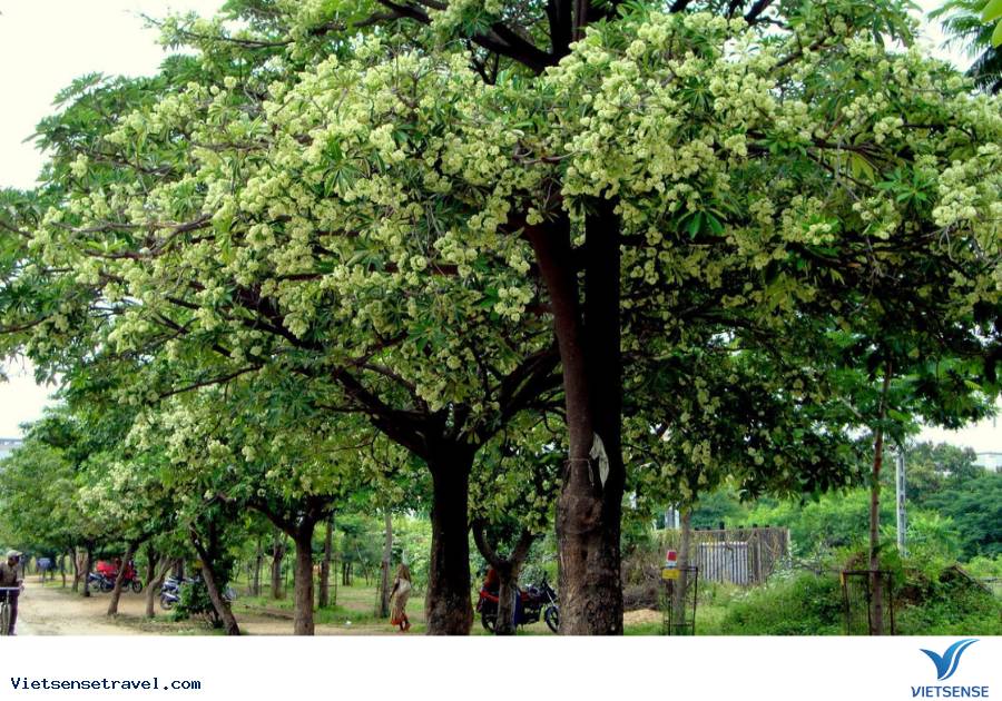 Mùa thu Hà Nội có hoa gì? - Hoa sữa