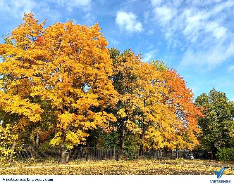 Mùa thu, nước Nga bước vào mùa lá vàng lãng mạn