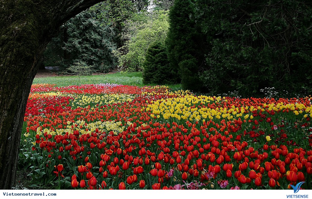 Nên đi ngắm lễ hội hoa tulip Istanbul vào tháng 4-5 Nên đi ngắm lễ hội hoa tulip Istanbul vào tháng 4-5