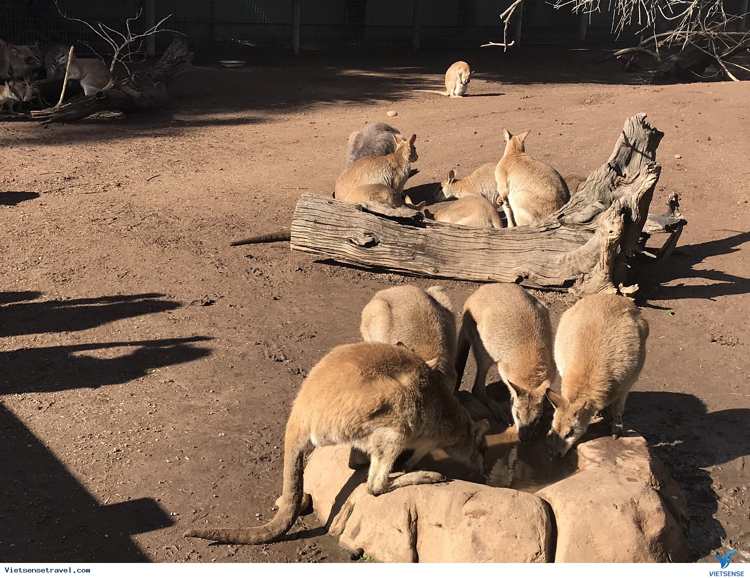 Sydney – Sydney Zoo – City Tour
