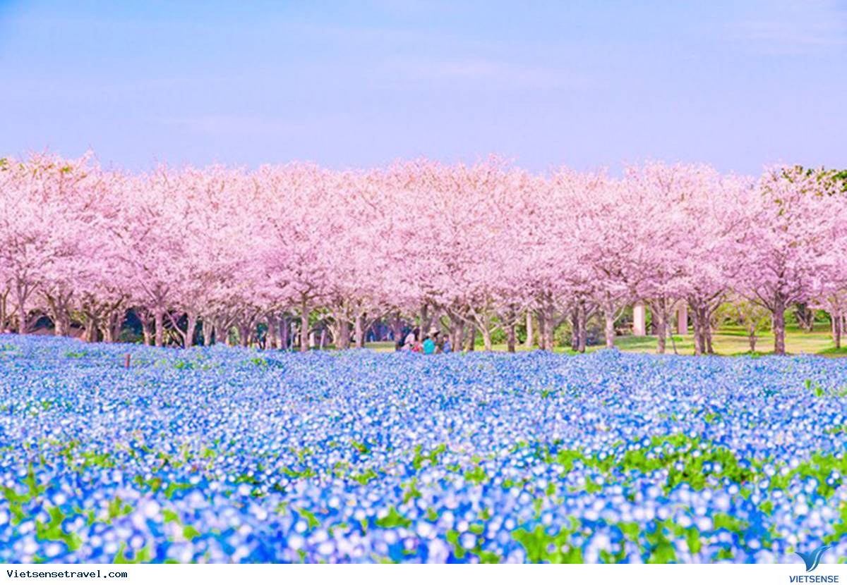 Nhật Bản mùa xuân có gì đẹp. Nhật Bản tháng 2, 3, 4 có gì đẹp