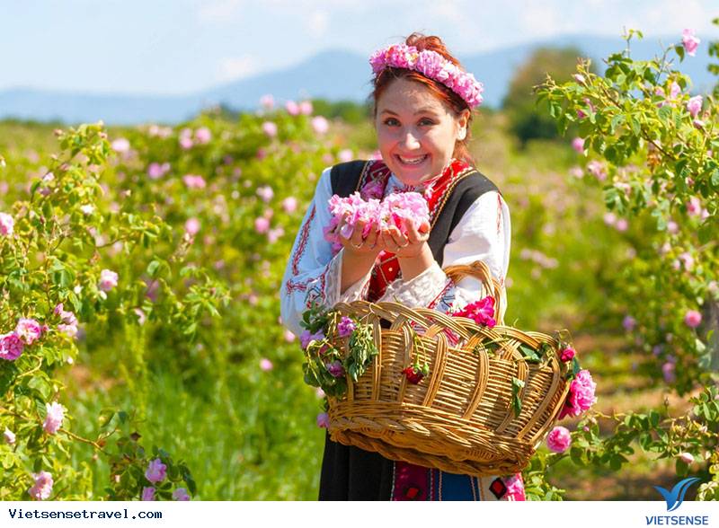Người dân thu hái hoa hồng Kazanlak