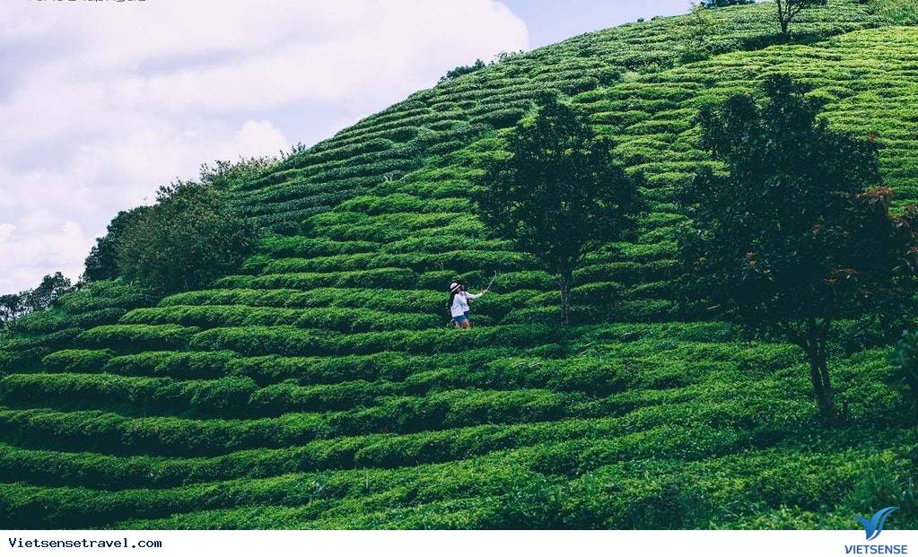 Đồi chè Cầu Đất