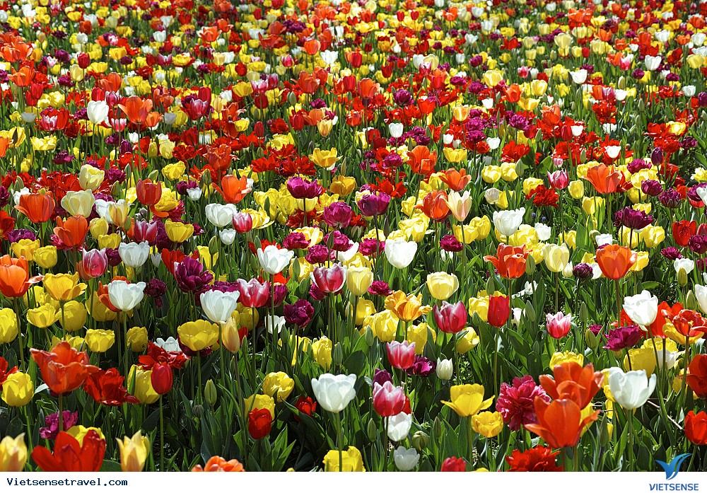 Trải nghiệm ngắm hoa tulip rực rỡ sắc màu tại Istanbul Trải nghiệm ngắm hoa tulip rực rỡ sắc màu tại Istanbul