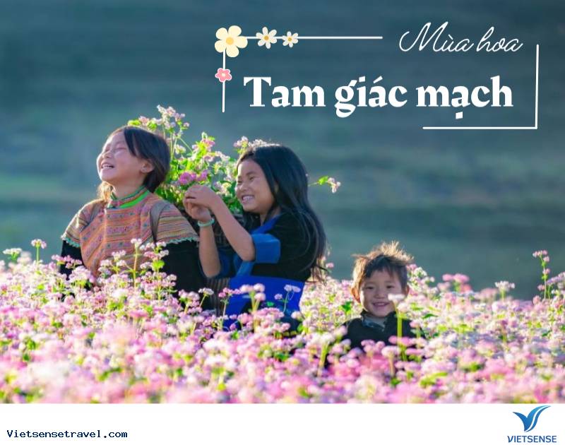 Mùa hoa tam giác mạch Hà Giang